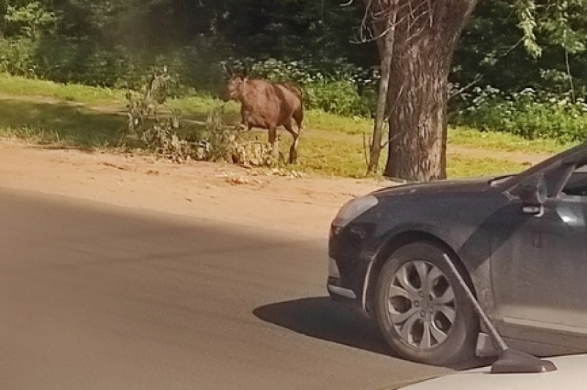    В Твери у больницы 15 июня бегает лось