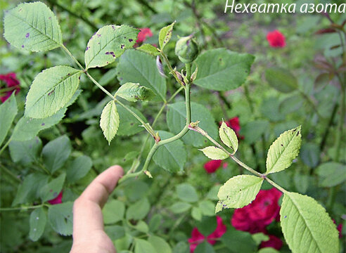 Нехватка азота на розе