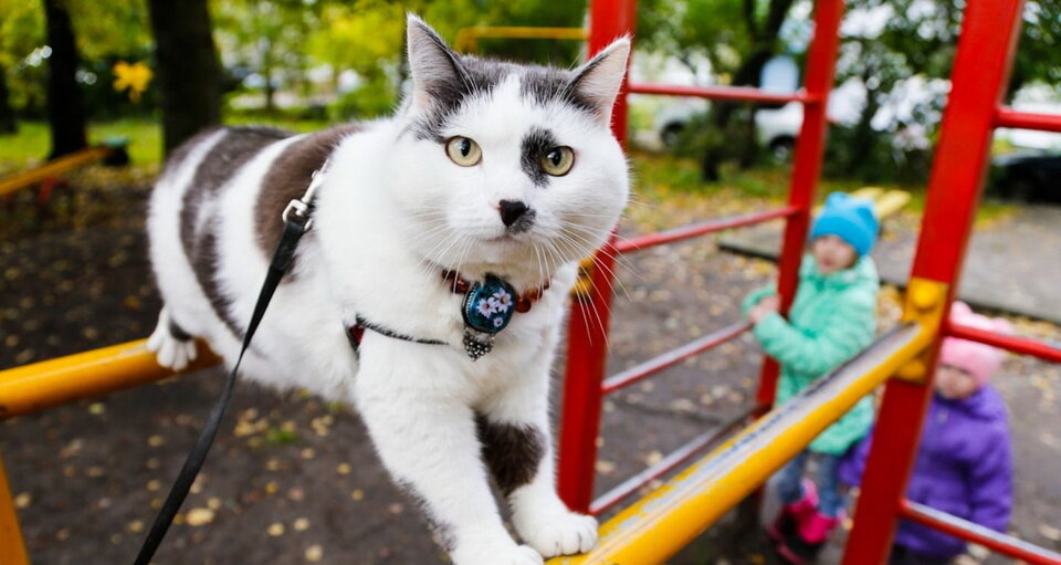 Кот Лева выполнял достаточно сложные упражнения на брусьях