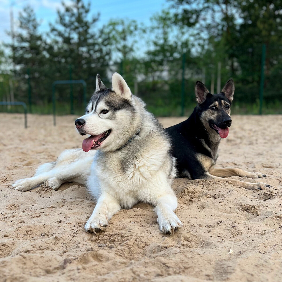 Мои собаки: сибирский хаски Ричард и дворняжка Габи