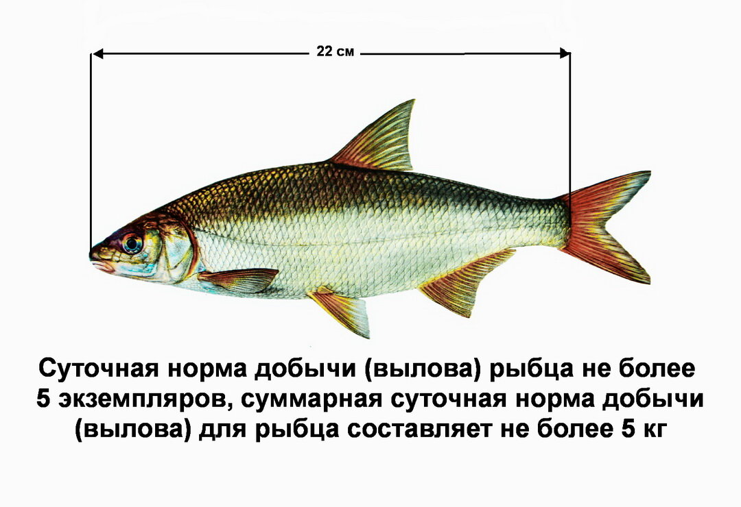 Рыбец 64 купить. Рыбец. Размер крючка на рыбца. Норма вылова карася. На что ловить рыбу рыбец.