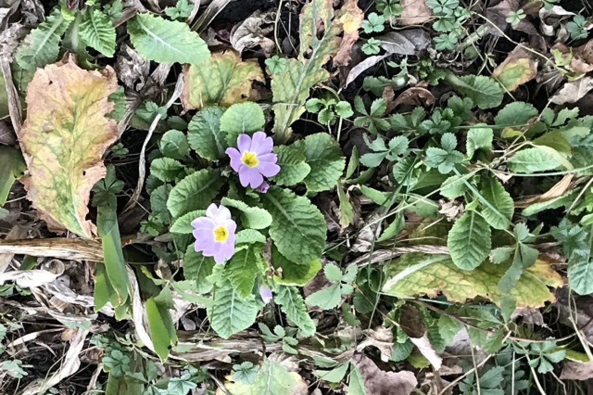    Редкое растение может исчезнуть на севере Приморья