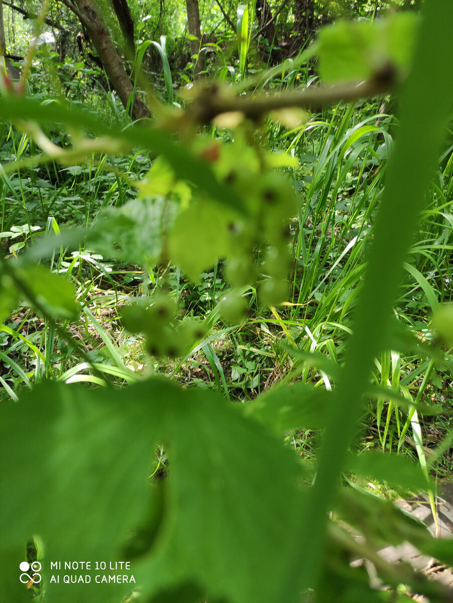 Будет красная