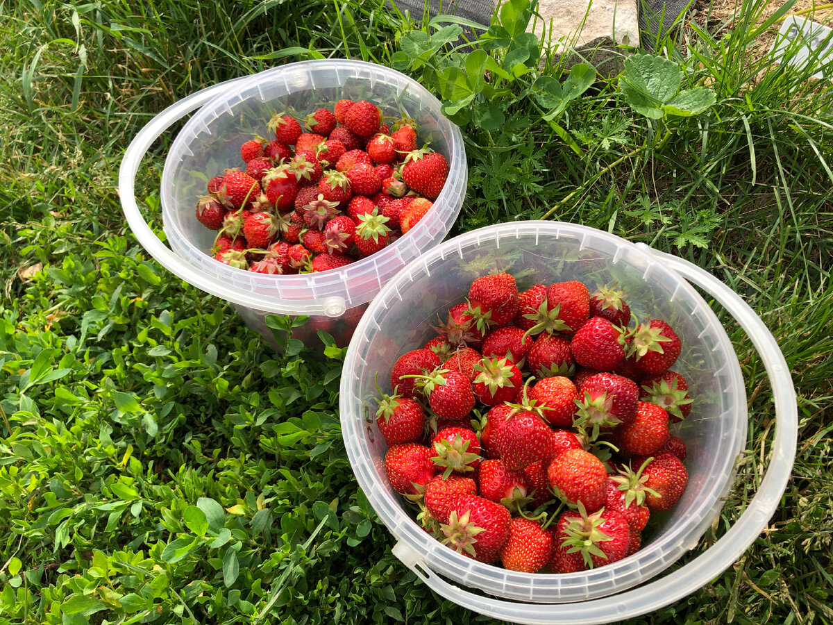 Наш урожай 2023