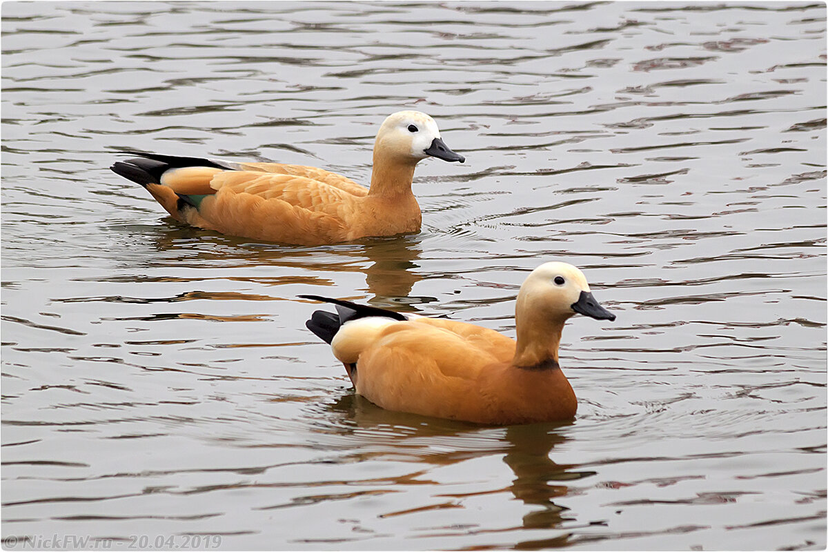 1. Огари - парочка © NickFW.ru- 20.04.2019г.