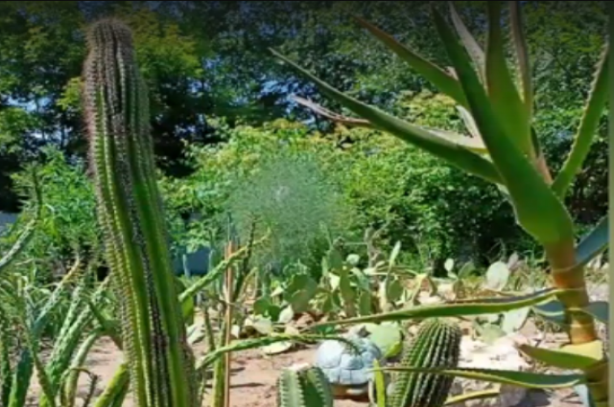    Красавцы с колючками: в Казани разбили сад кактусов