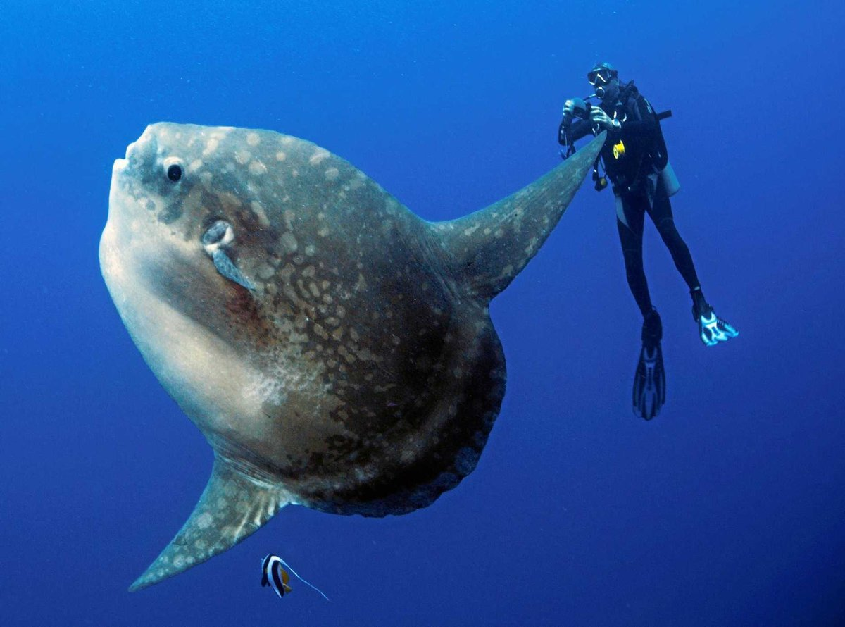 Большие существа в океане. Рыба-Луна Mola Mola. Sunfish рыба. Рыба Луна Санфиш. Обыкновенная острохвостая Луна-рыба.