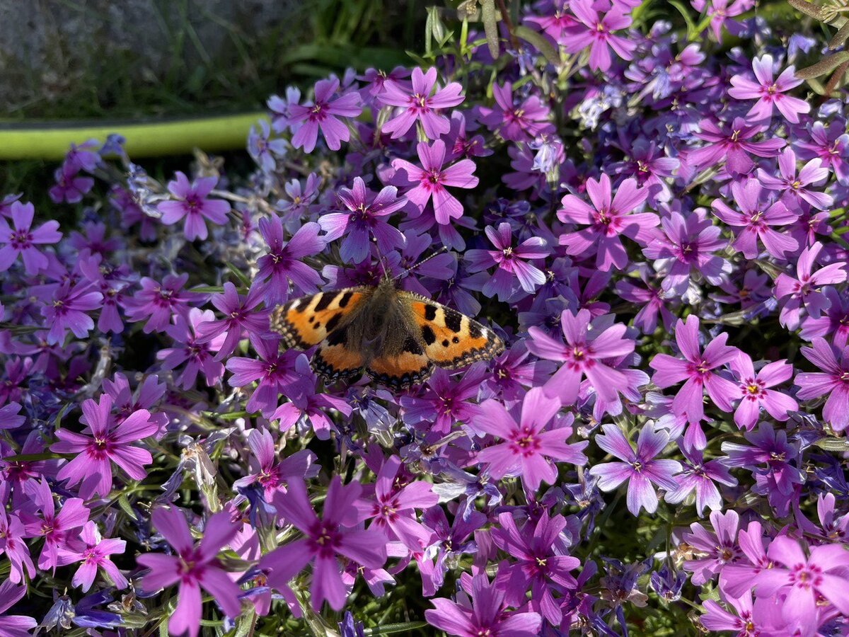 Вот таких крапивниц у нас сейчас много