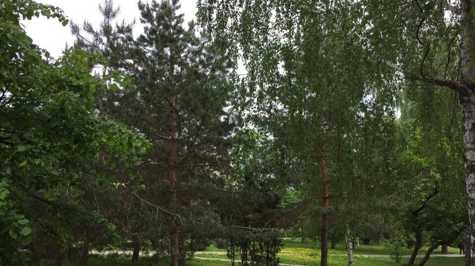    Мэр Набережных Челнов Наиль Магдеев во время аппаратного совещания призвал жителей самостоятельно сажать деревья.