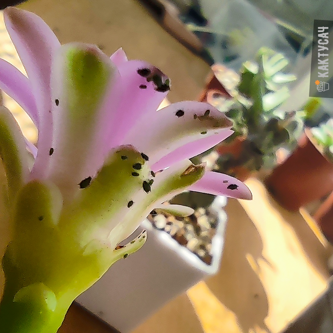 Тля на суккулентах и как с ней бороться | Кактусач | Дзен