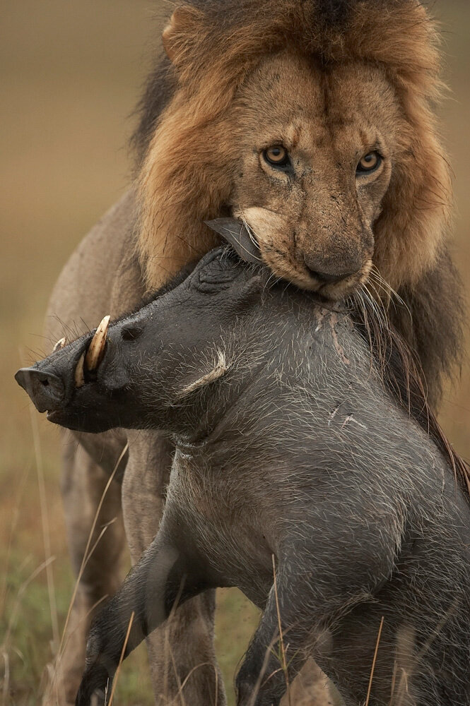 Мясо львов едят. Львы в дикой природе. Лев охотится.