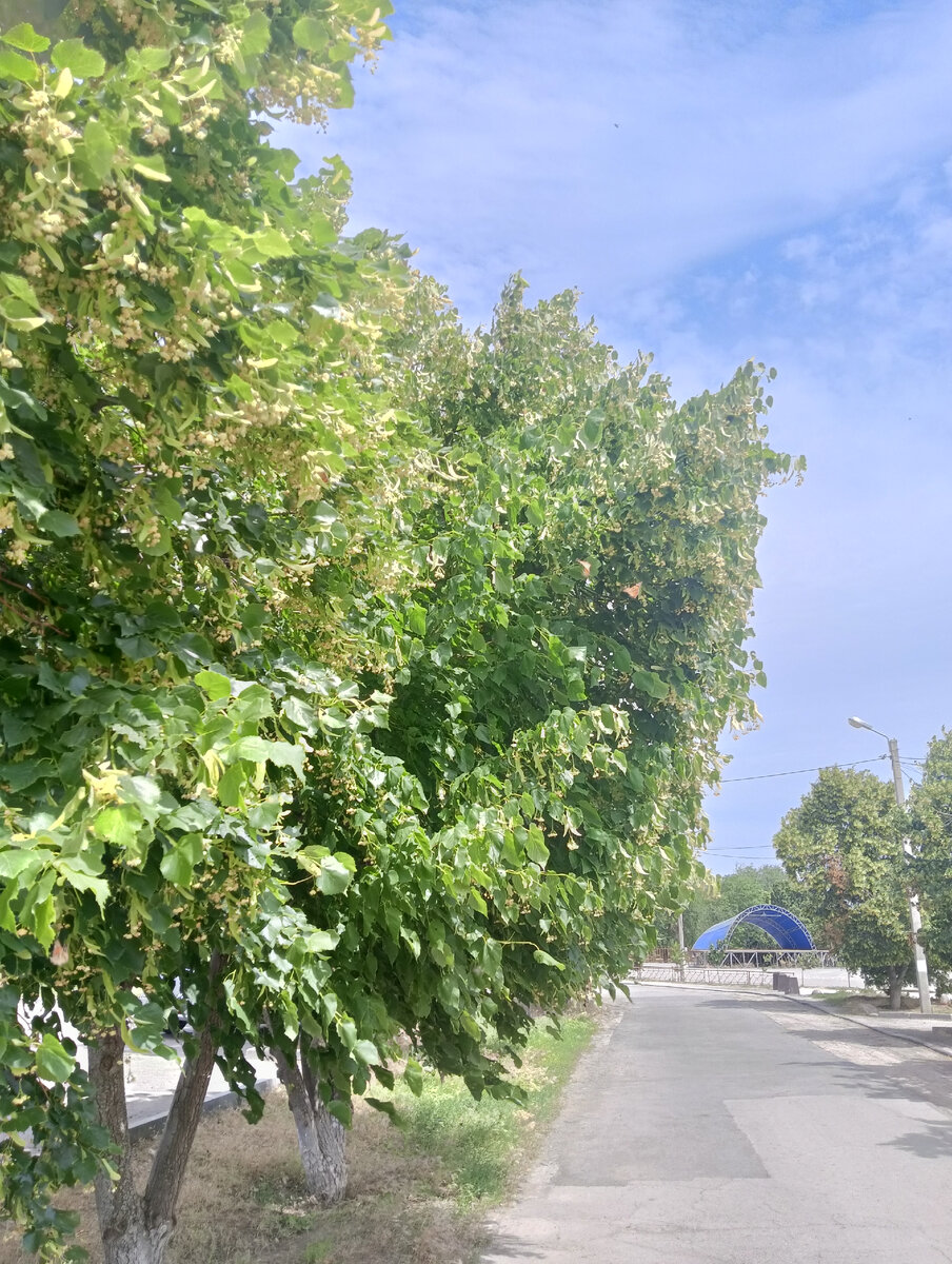 Аромат, сводящий с ума