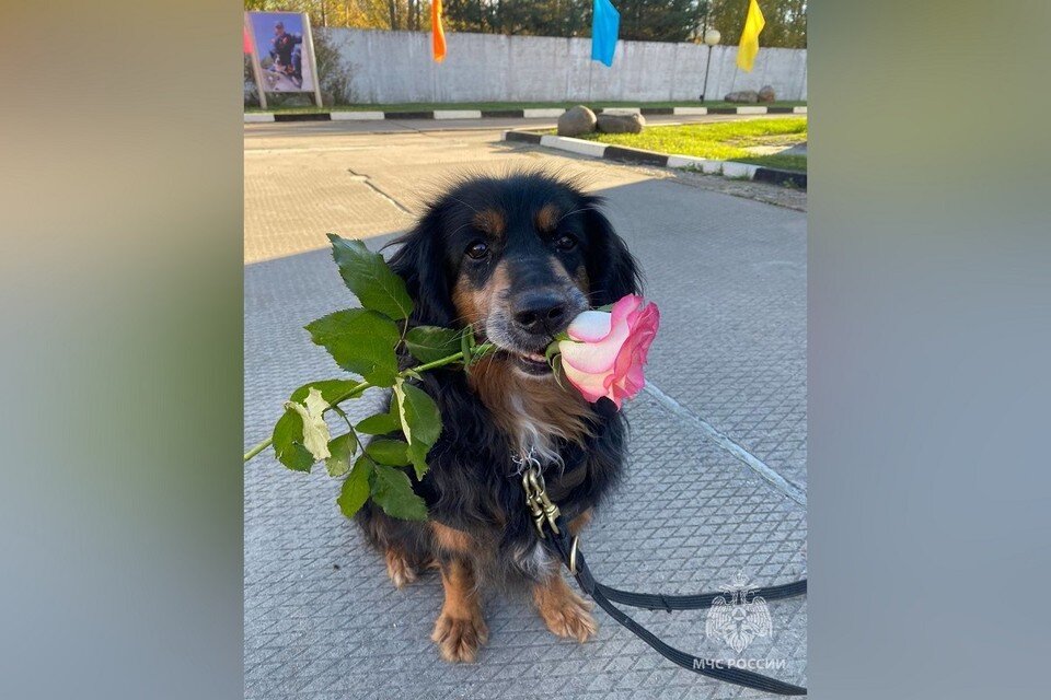    В Новосибирске русский спаниель Семаргл уходит на заслуженный отдых после 12 лет службы в МЧС. Фото: ГУ МЧС НСО.