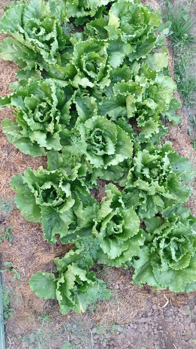 Замульчированный салат подписчицы Дачного агронома 
