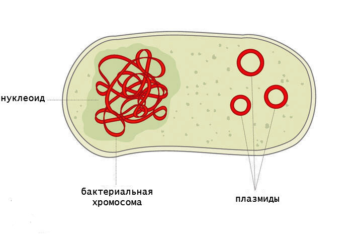 Расположение генетического материала в клетке бактерии