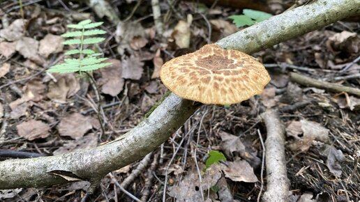 Трутовик клубненосный (Polyporus tuberaster).