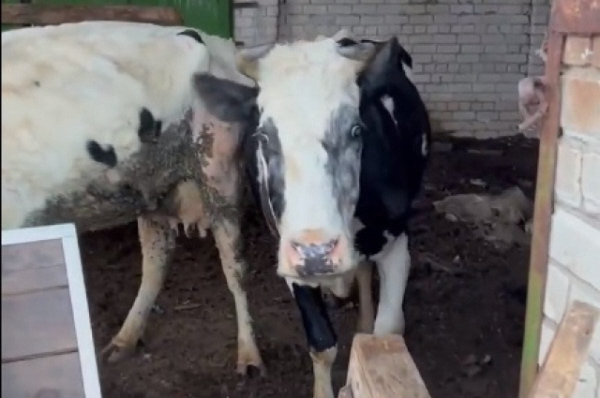    На заброшенной ферме под Тверью умирают брошенные животные
