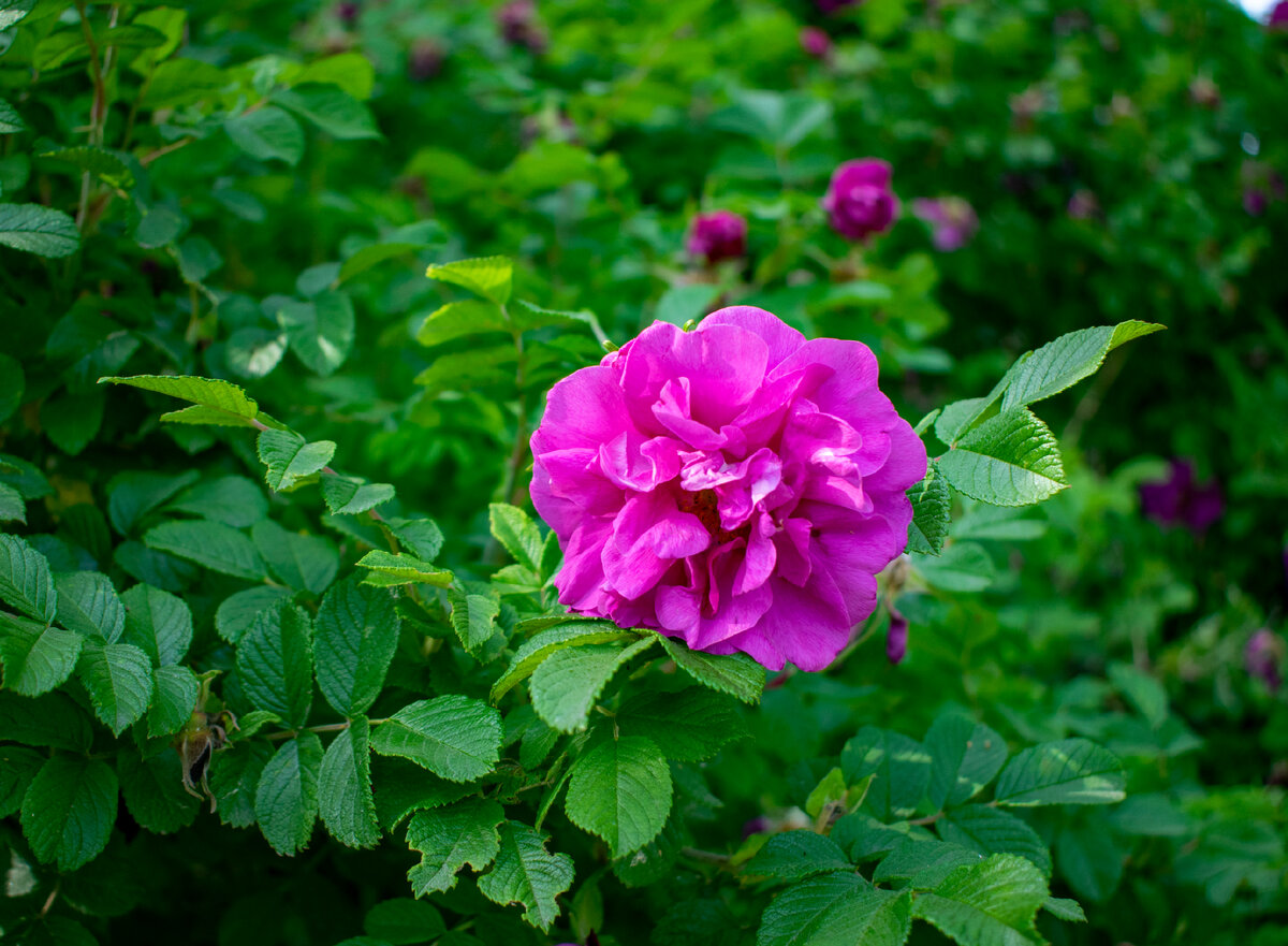 Восхитительная роза. Фотография автора статьи.