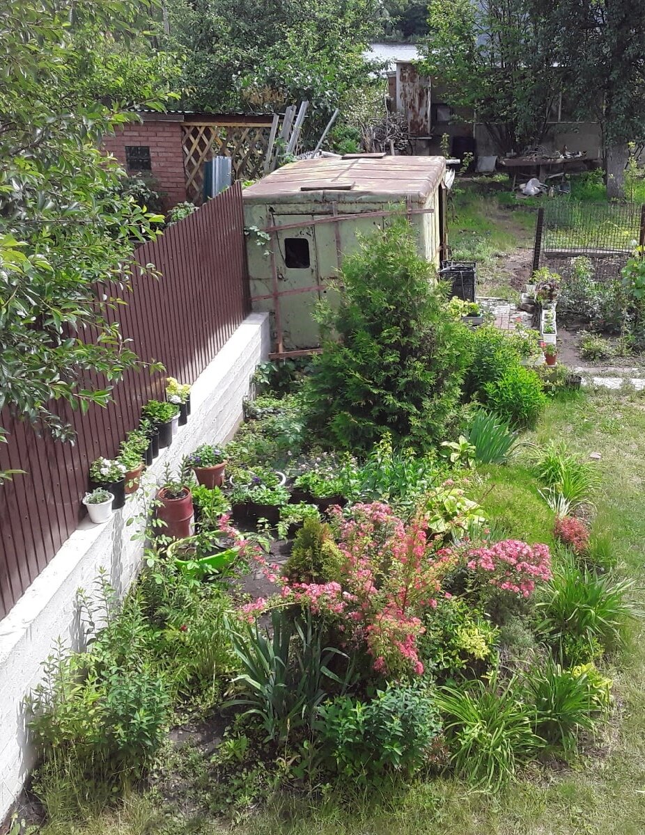 Солнца на септике достаточно, но при этом разномастные горшки под прикрытием кустов не бросаются в глаза с других точек обзора