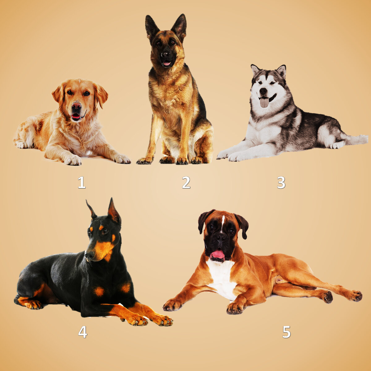 Быстрый тест: что ты за собака?