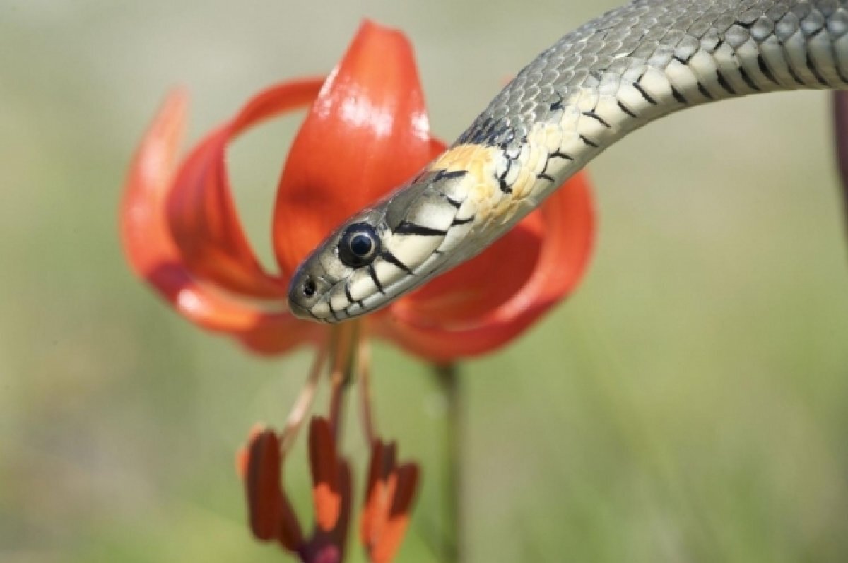    Тропа для близкого знакомства со змеями появится в Бурятии