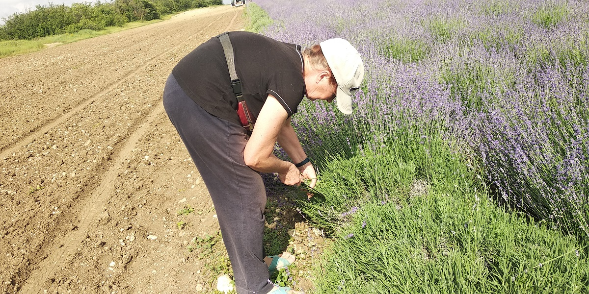 Массовый сбор лаванды начнётся в середине июля.
