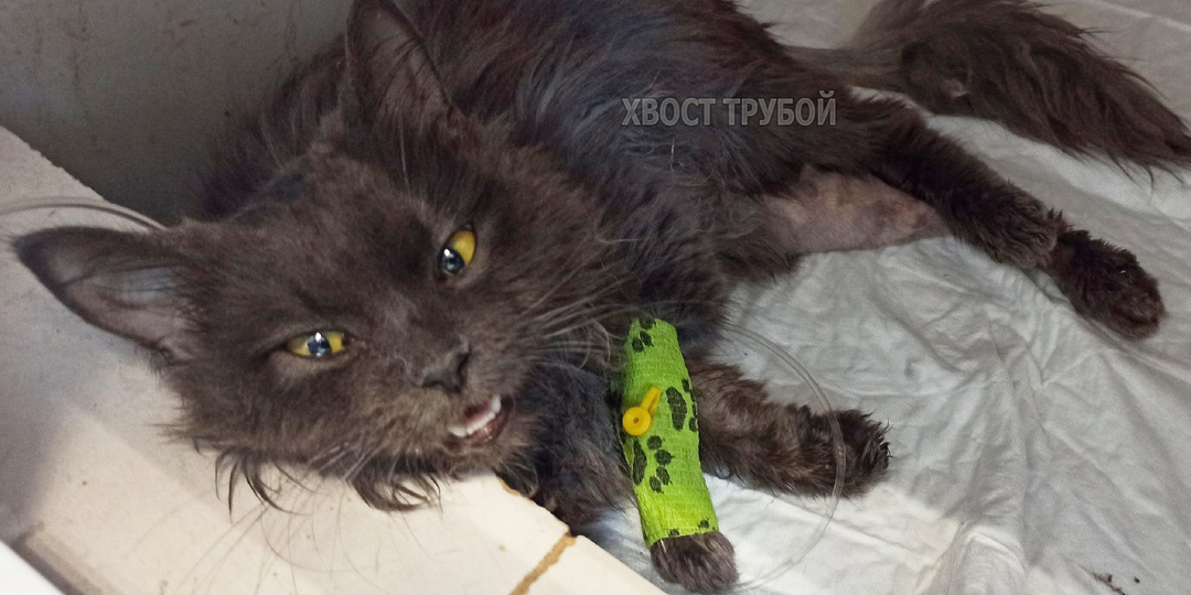 Пока хозяева решали, жить ей или нет, кошечка 3 недели корячилась с 3мя неходячими лапками...