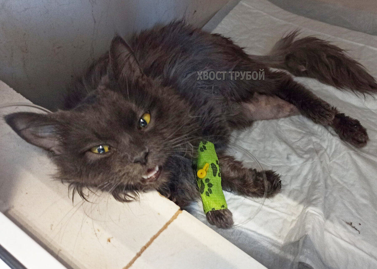 Пока хозяева решали, жить ей или нет, кошечка 3 недели корячилась с 3мя ...