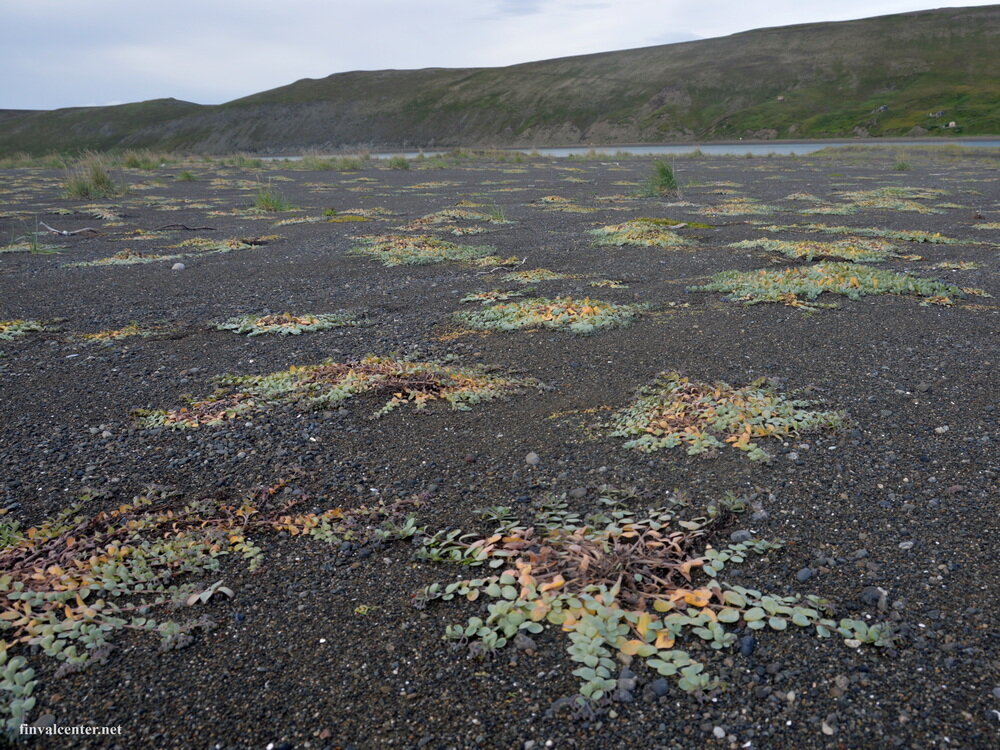 "Звезды" мертензии на Чукотке. Снято в августе. Растение уже плодоносит, но даже в это время можно найти нежные листочки для салата.