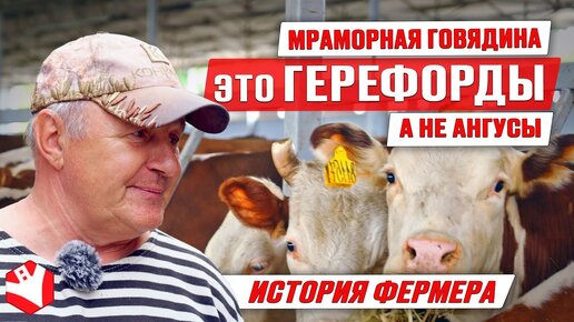 Мраморная говядина | Герефорды | Содержание и откорм бычков | Мясное скотоводство