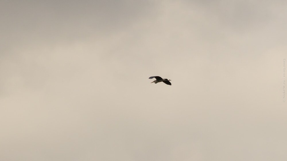 1. Серая цапля в пролёте над над Ульяновским лесопарком © NickFW.ru — 10.05.2023г.