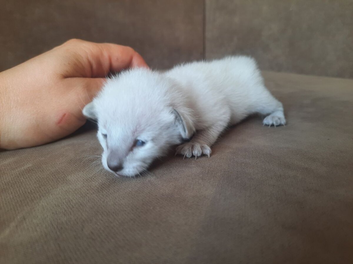 Здесь видно как потемнел нос.