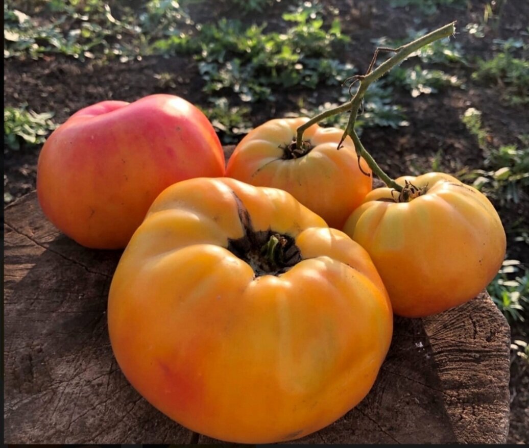 Фото из открытого доступа