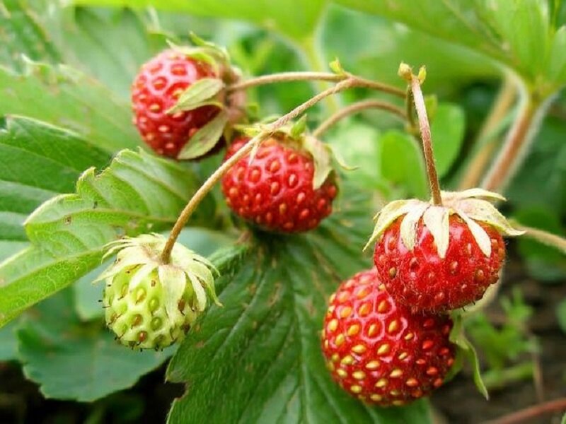 Почему ягоды клубники растут мелкими
