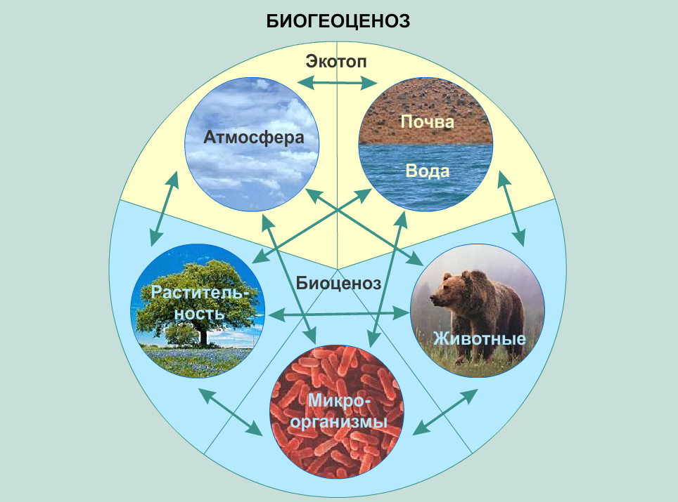 Как живые организмы взаимодействуют с атмосферой. Экосистема биоценоз Экотоп. Биогеоценоз Экотоп и биоценоз. Схема структуры компонентов экосистемы. Структура биогеоценоза схема.
