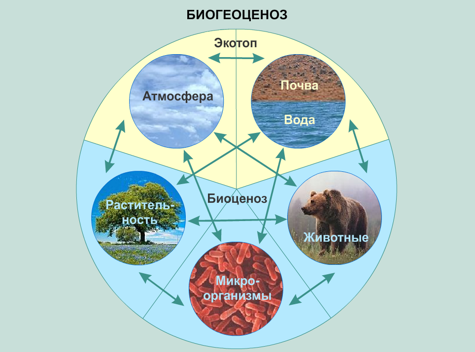 Биогеоценоз это. Экосистема биогеоценоз структура экосистемы. Схема структуры компонентов экосистемы. Экотоп биоценоз. Биоценоз биогеоценоз Биосфера.