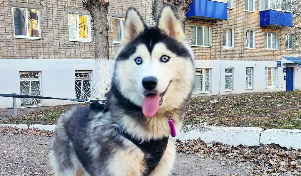 Хаски по имени Мани