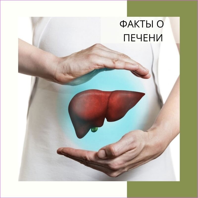 Факты о печени