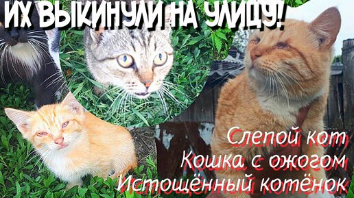 Нам достался кот с выбитыми глазами / кошка на которой нет живого места и истощенный котёнок / help cats