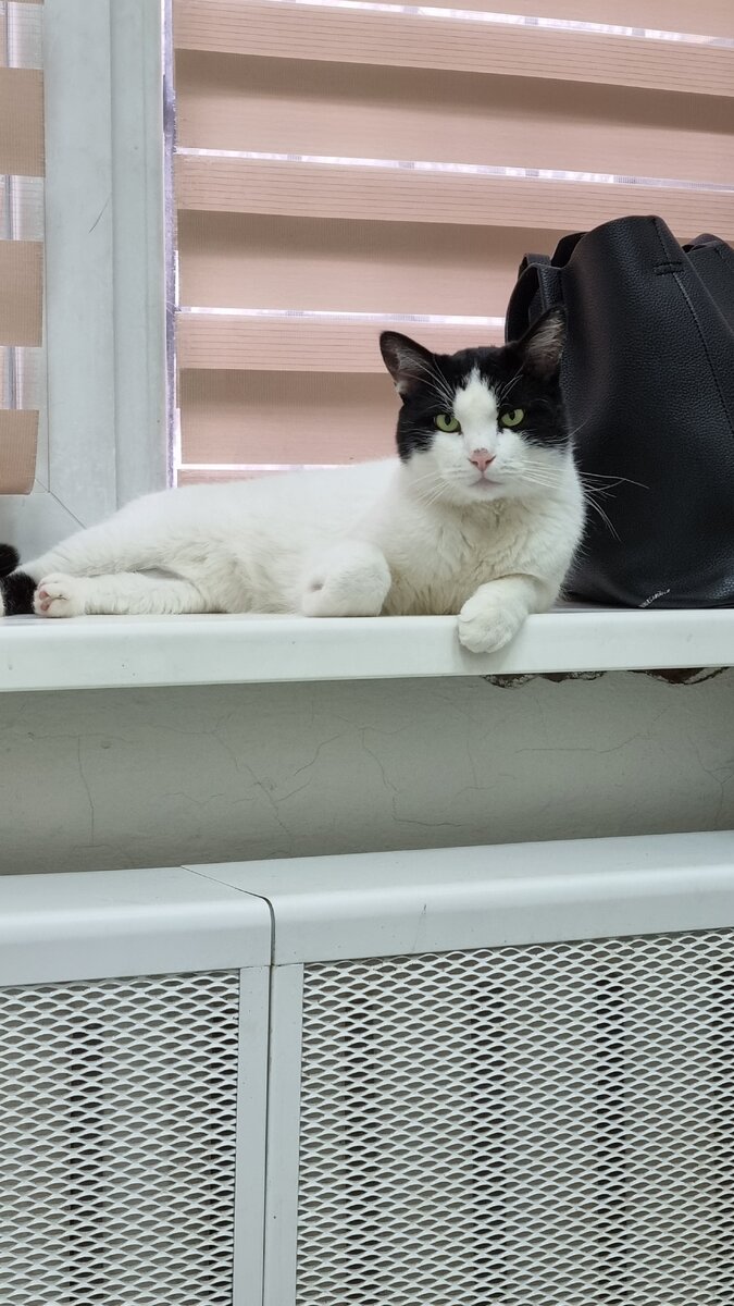 Довольная морда, которую подкинули к нам в клинику, ищем ему добрые ручки 😊