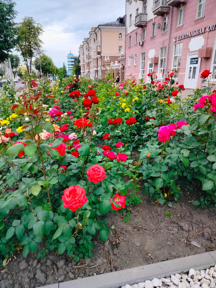 Это клумбы в центре Курска 🥰