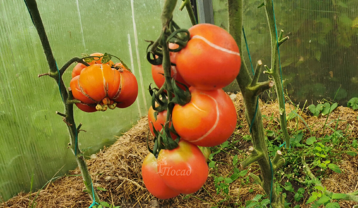 В этом случае избыток солнечной радиации исключён - томаты растут в юго-западном углу теплицы. А вот дисбаланс и перелив - не исключены.