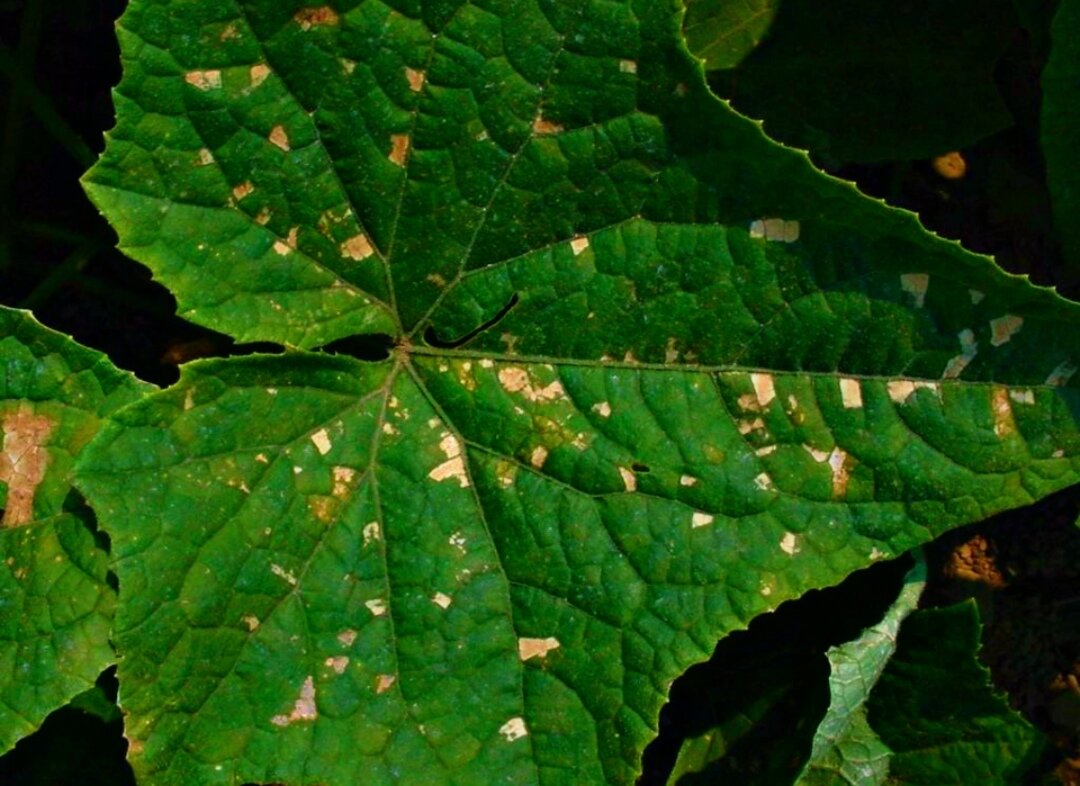 Огурцы рассада на листьях пятна