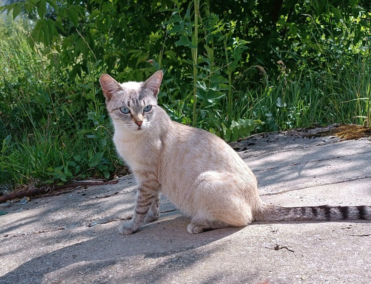 Такие кошки всегда привлекают внимание