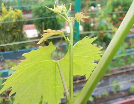 Пасынок первого порядка.