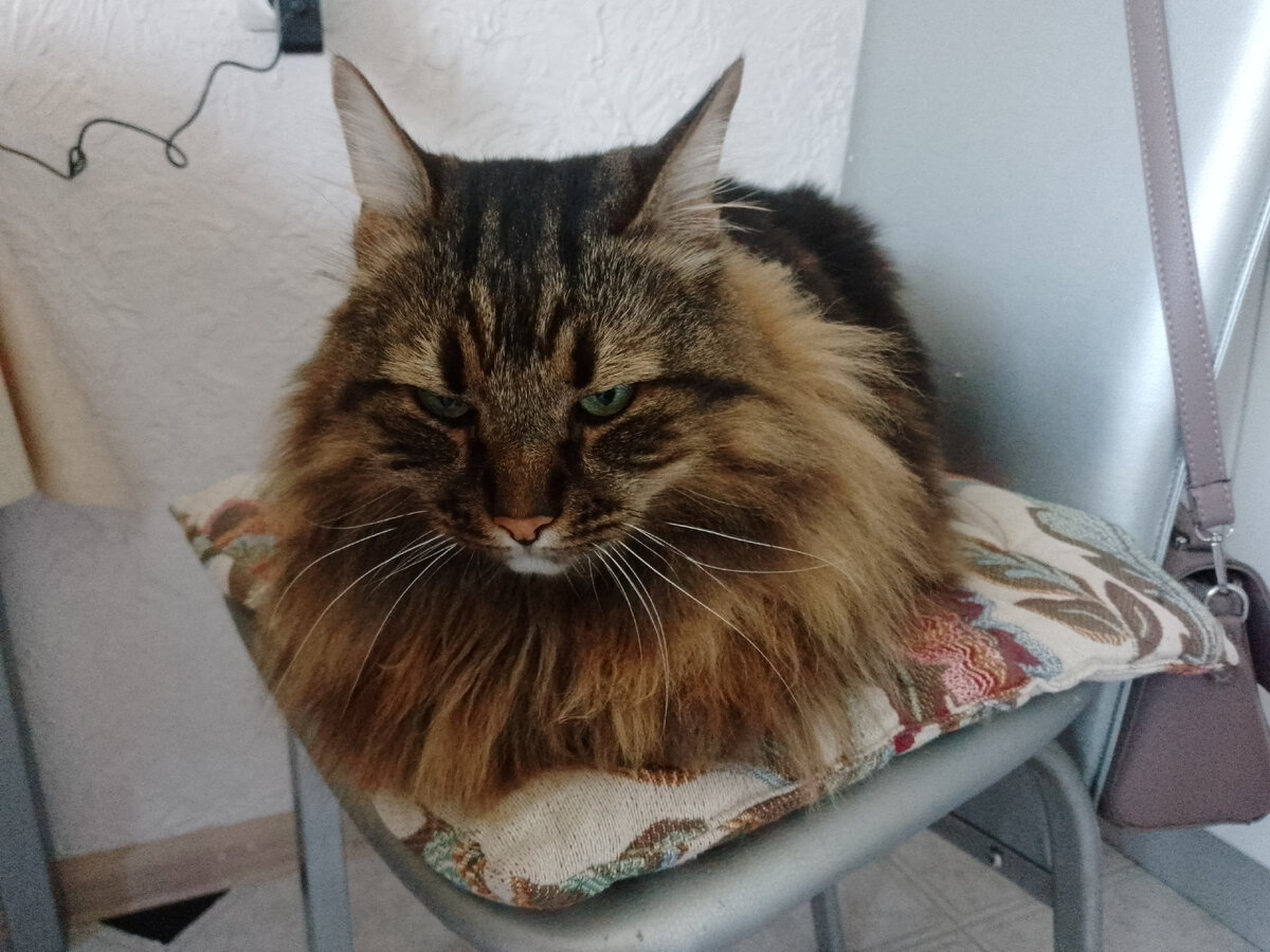 Котофей Кузя в печали