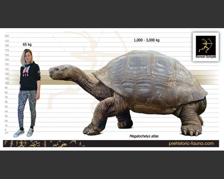 Мегалохелис в сравнении с... Девушка, а как вас зовут?