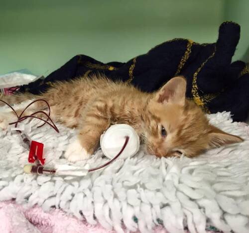 Повышение шансов на выздоровление