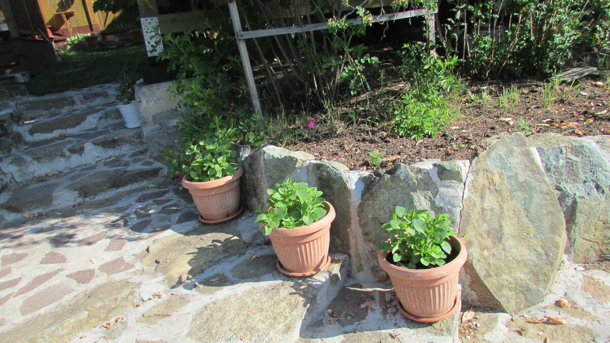 Самосевные петунии