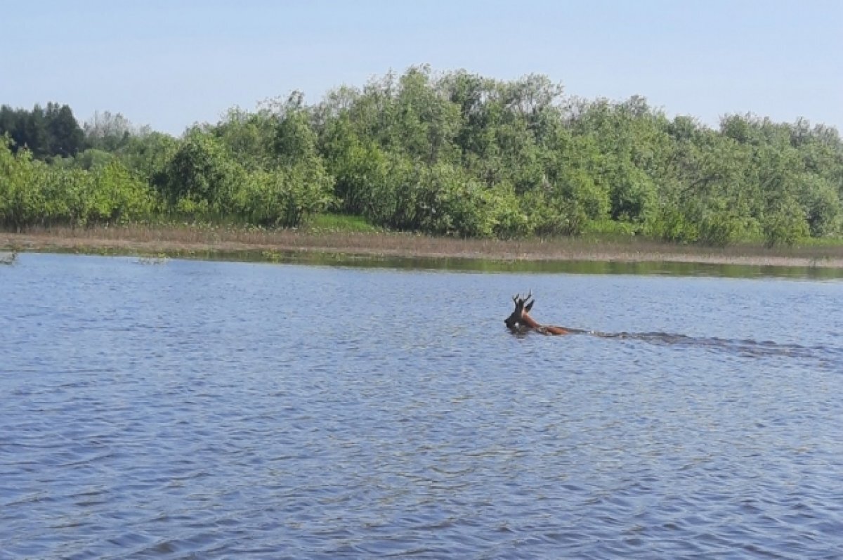    Житель Пермского края снял на видео переплывающего реку оленя